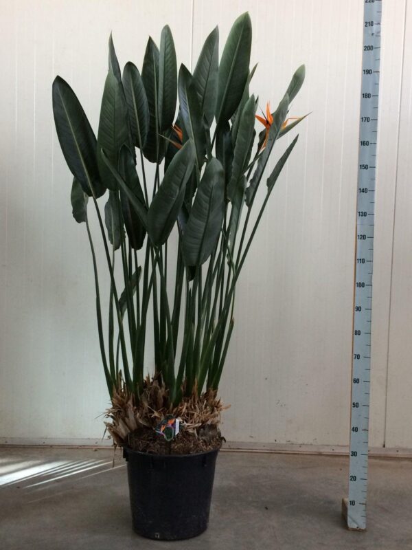 Strelitzia Reginae XL