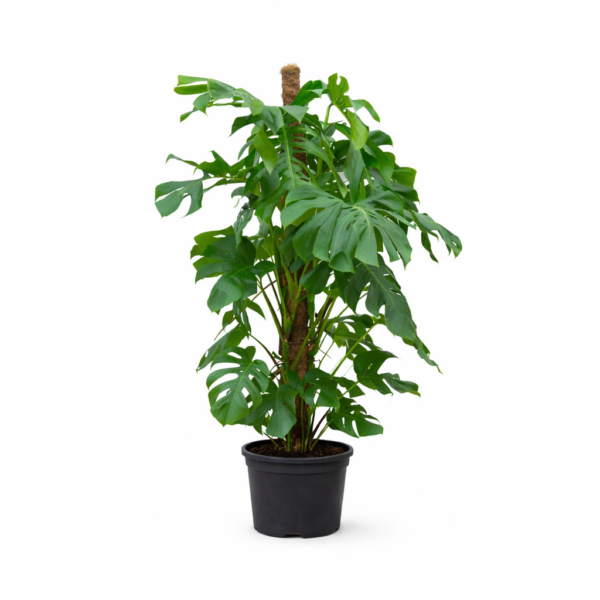 Monstera Deliciosa