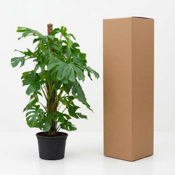Monstera Deliciosa