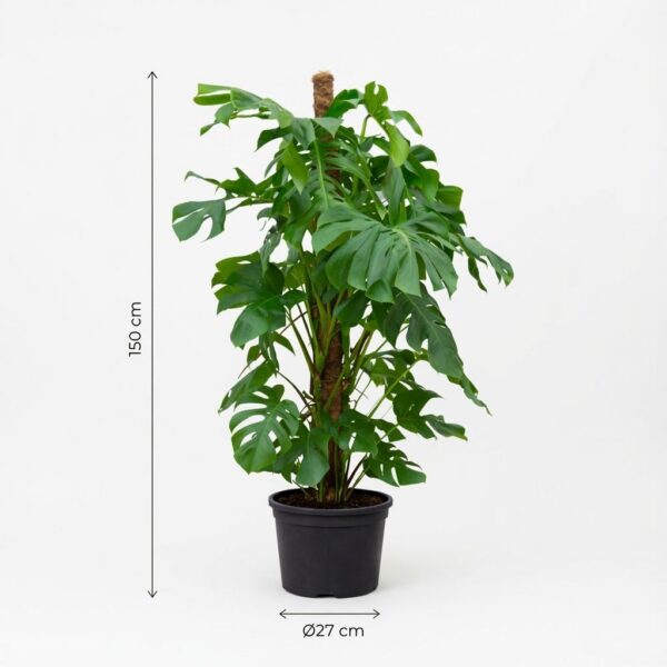 Monstera Deliciosa