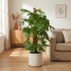 Monstera Deliciosa