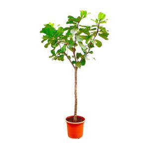 e14d6b7ffd4e4a1ea677346b86039864c463aab0857147e3a15f7b1e4c2fd070.jpg Ficus Lyrata boom