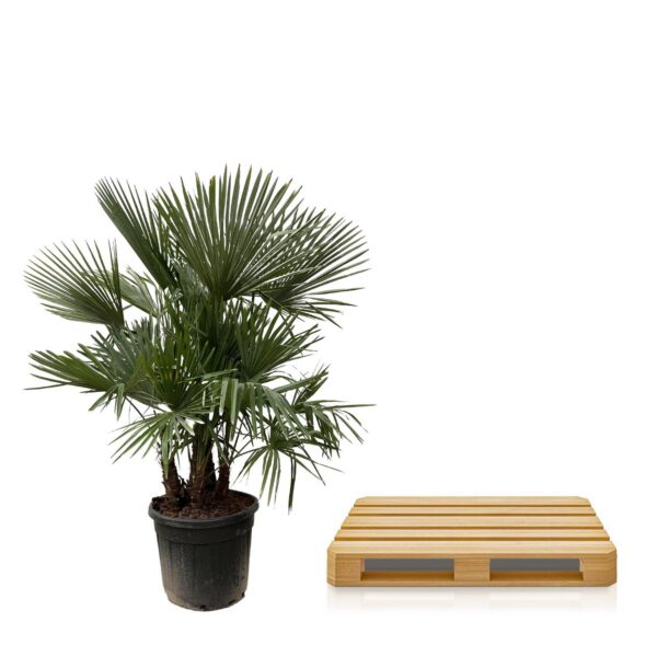 247af4cf9bb242809ef621740342a603582a52f5005a41f6a45344f5fcfa4292.jpg Trachycarpus multi Stamm