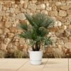 6454d13148f14ceab2bd2caa9787789195f106961c2948b896b574ec757be9ba.jpg Trachycarpus multi Stamm