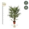 Chamaerops Humilis Strauch