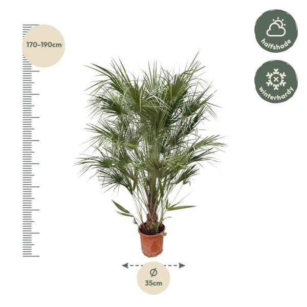 Chamaerops Humilis Strauch