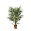 Chamaerops Humilis Strauch