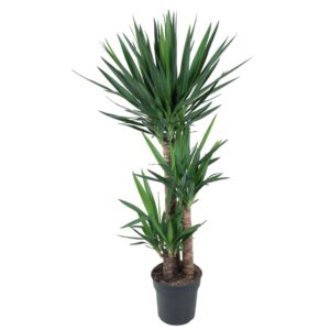 572cb73dad9c43c5a97ced6f0eb5967d4cd9aa978d4f4d9fbc228afbb46096c6.jpg Yucca Elephantipe