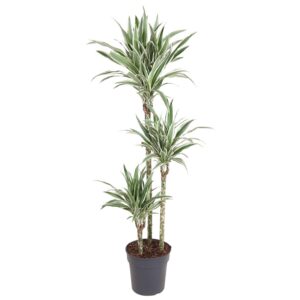 6473c390772749bf99ad377441d68ad75260709b124f4ed0ae0cbab4a0b58cb4.jpg Dracaena White Stripe