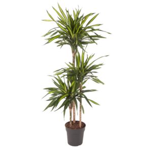 1df0bccff09c4f118f69491cea77dae09a0e127e5eff4073ac5b0e765b8be88f.jpg Dracaena Riki