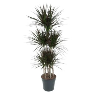 f7a3e426dc6f4d328dda392af3cb32101ff2f019d8234ac6a3bc4620ebef00d4.jpg Dracaena Magenta Carrousel