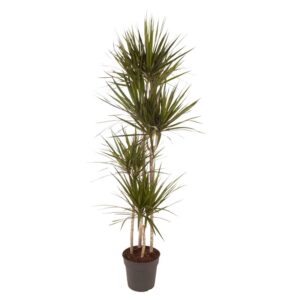 631f88559ead4cf282983f3947e6caed4871420609e14ac9abc4d490ce237e75.jpg Dracaena Marginata