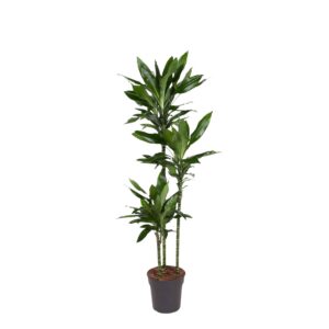aa631e0bba464be980a3b8938df9fc8dea9fe00a6b5d48fd98f61848fc2301b3.jpg Dracaena Janet Lind
