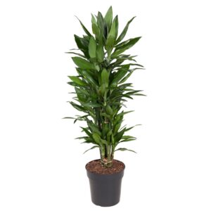 70e58b50903d48b19a1e5ec042c73e55f005d837fc8640cda44e0c08bf4902ae.jpg Dracaena Janet Lind verzweigt