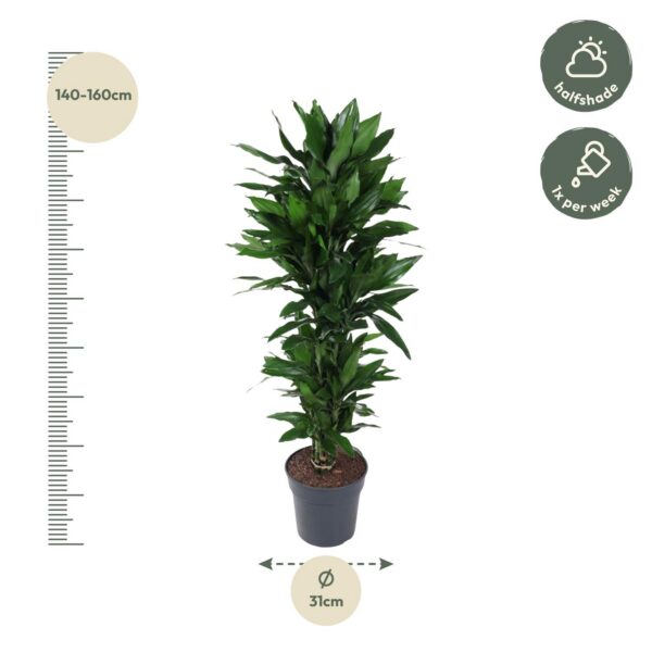4ad863a0352c4d23af18362e2a960fe83b1b18a946524a33bc1fe53b902666bf.jpg Dracaena Janet Lind verzweigt