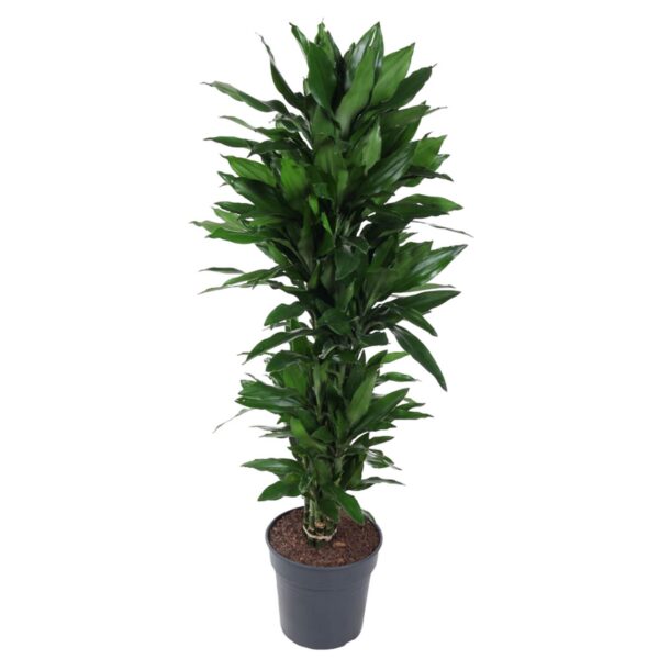 8635856841f84128a434d3732add66935b77fe2320bf4c8bb0fbb6a9ac809d20.jpg Dracaena Janet Lind verzweigt