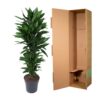 945a7e5af06a45a68e96991207b91aba79703f5a4c734a30b4bb3d10fda257c3.jpg Dracaena Janet Lind verzweigt