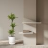 Dracaena Lemon Lime