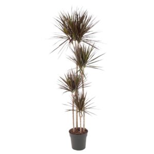1fd6d8e750954a899ce4245f9a5cd48e06ffdc3fd3bf484488eeb39f7adb295d.jpg Dracaena Magenta