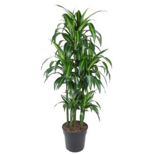 d7da902d9b4f43e0987157d0fcb6c58597cd111ba7ef44d4a1ab49e07e0bb2dc.jpg Dracaena Hawaiiana Carrousel