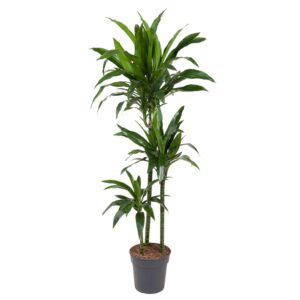 536e7e2d88de48b9802821b7eca5cffd9e533a776cd94e768a11f5056fd845c9.jpg Dracaena Janet Craig
