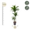 Dracaena Janet Craig