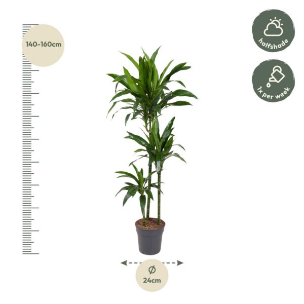 Dracaena Janet Craig
