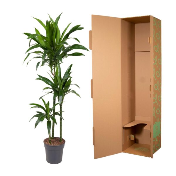 Dracaena Janet Craig