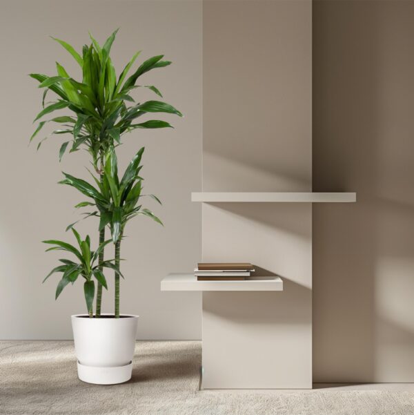 Dracaena Janet Craig
