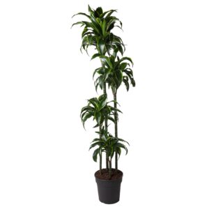 5651ea17582e481790a56a6a32de5ccf742f6d7a187b482799a647512b4ee5de.jpg Dracaena Dorado