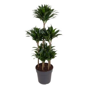 450e08d6b2a54fc594ceb3143654e4d59baf8ab83c4a4bf79b3305d828c9e67c.jpg Dracaena Compacta Carrousel