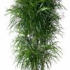 041918b13bbe4c4b8d7ec7c3e8b6d0b80d6d129da112413aa3f43cb34d2e1ce3.jpg Dracaena Anita verzweigt