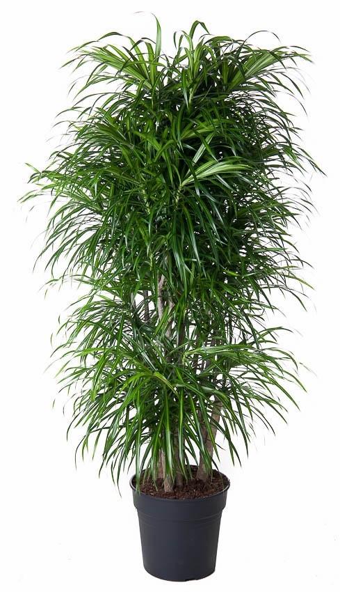 041918b13bbe4c4b8d7ec7c3e8b6d0b80d6d129da112413aa3f43cb34d2e1ce3.jpg Dracaena Anita verzweigt