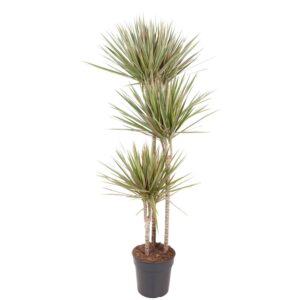 Dracaena Bicolor