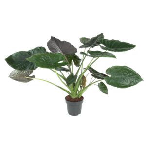 0cf0e56839434ebc845fe52e43b78cc4c859f3191ca349429da6b5dc6fe29143.jpg Alocasia Wentii