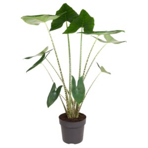 f20d9243284540f78dc5306229f02da5706a0fa5757e45329793472438f23444.jpg Alocasia Zebrina