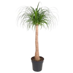 0062c3e522f24adf905692f692fa48e59637cb9841634c7b8090b39a21964009.jpg Beaucarnea Stamm