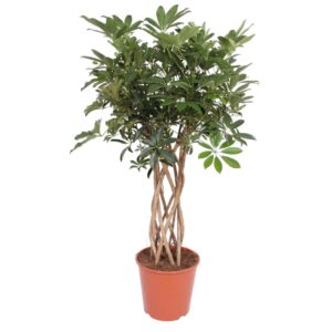 ebf1a91bd21044409bc7de899dd68c4cc01053365f1c40af825a385131e88a50.jpg Schefflera Arboricola Compacta geflochten Stamm
