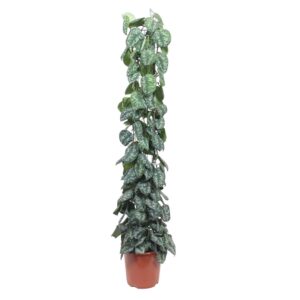 Scindapsus Pictus Trebie Gitterrost