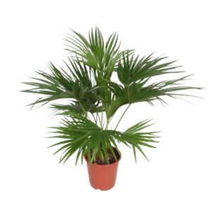 Livistona Chinensis
