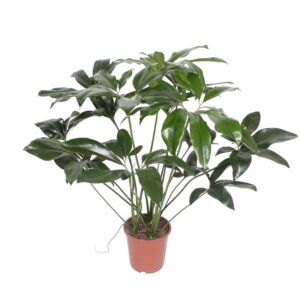 8eaacc7ebe7d49aea6e2a948350fc339ff84f087f8474f61af936fc0f406c7ac.jpg Philodendron Green Wonder