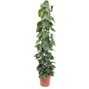 Philodendron Scandens Gitterrost