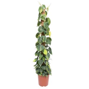 b19d9d2b2cf245f3bca45dbb158341e2465a6c071bfa4ea0a3283375a11a0ce8.jpg Philodendron Scandens Brasil Moosstab