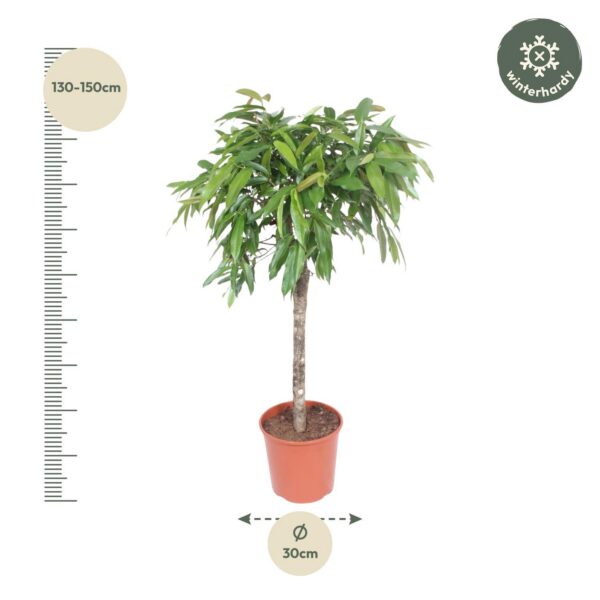 26e02c71853a488eb59599774531d08d1e810b1accf44a54a40806b5bf3886b9.jpg Ficus Amstel King
