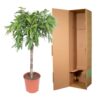 41d5e0f9bf694b70aa8bcd531e9fab72b21075bcc0a54319a085092ccb8d002f.jpg Ficus Amstel King