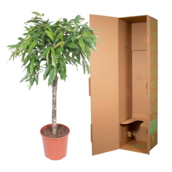 41d5e0f9bf694b70aa8bcd531e9fab72b21075bcc0a54319a085092ccb8d002f.jpg Ficus Amstel King