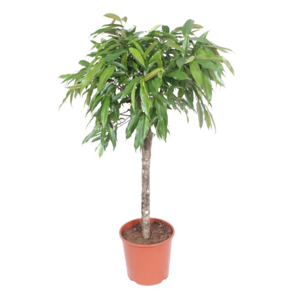 96cf861dc6ef41e391b20d896513199902aa2b0079b7478e8af21ca814b33349.jpg Ficus Amstel King
