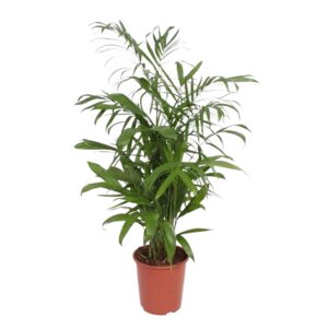 7fb69f7d8b82446690a3e9a8bb82e38c3ffbb521398845fbab4af06dccd81b88.jpg Chamaedorea Seifrizii