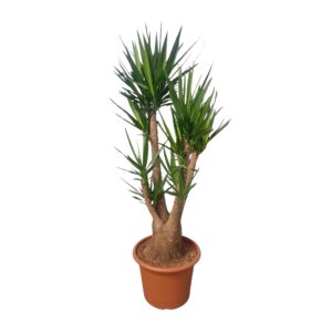 2f584ffc0a8b415a9b6b474ca184ccffb6f8ad113ac241edba7d52555c043202.jpg Yucca Elephantipes verzweigt