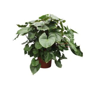 7c5861575e85403ea65be518e43857f378f5579cf51545a88f16dc372b0878dd.jpg Homalomena Rubescens Maggy